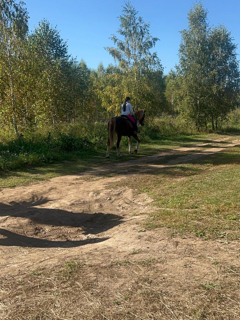 Конная прогулка по лесу для 1 человека, 1 ч.