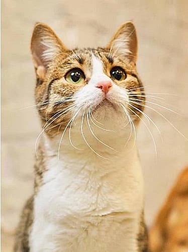 Посещение котокафе (пн-пт: с 10:00 до 21:00)