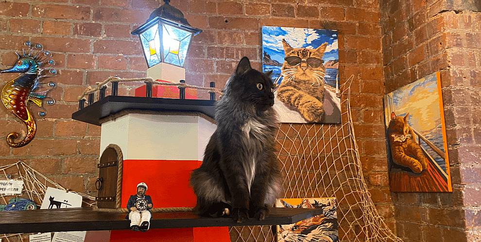 Котокафе MoreКот