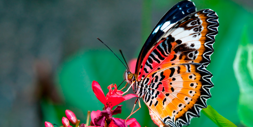 Выставка Бабочек в Зоопарке