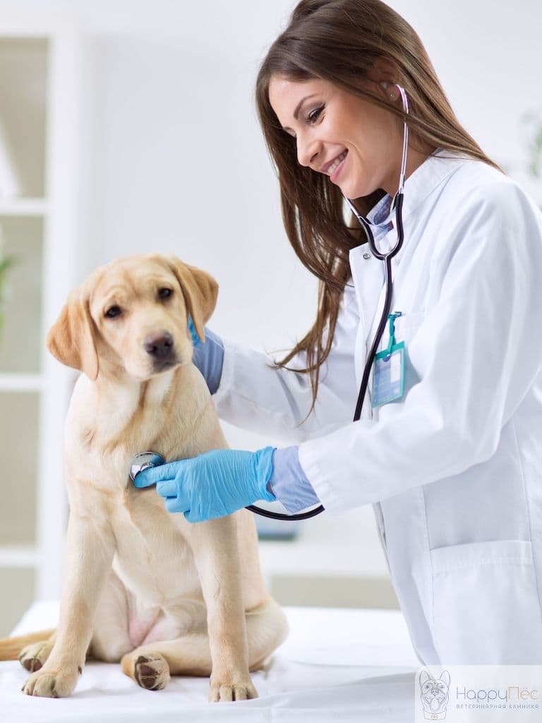 Осмотр ветеринара перед вакцинацией
