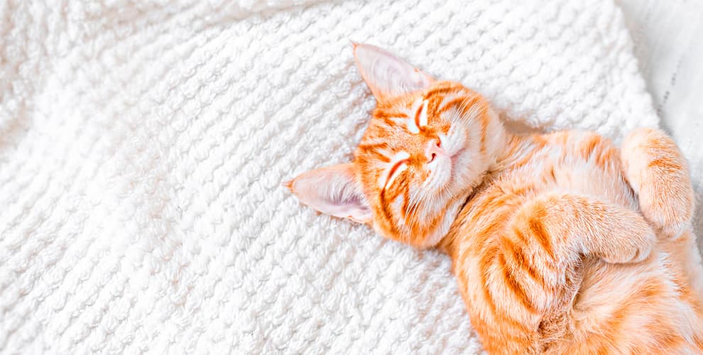 Зоо-гостиница BookingCat