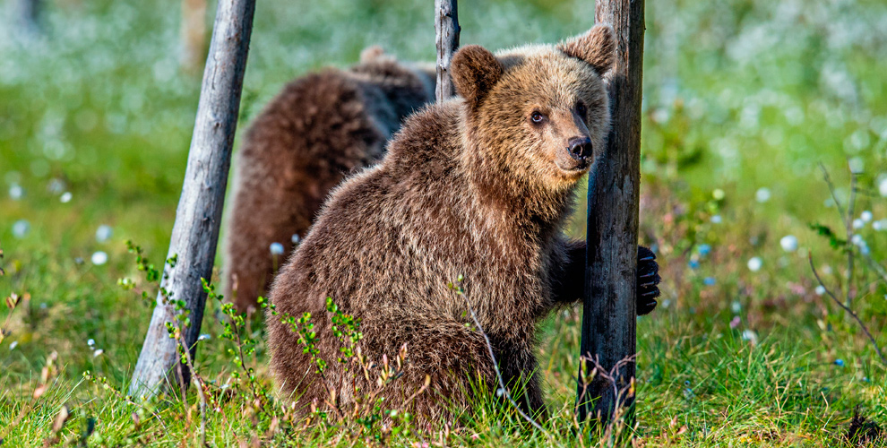 Экопарк СтраусЗоопарк