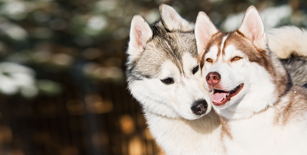 Цирк Арлекино