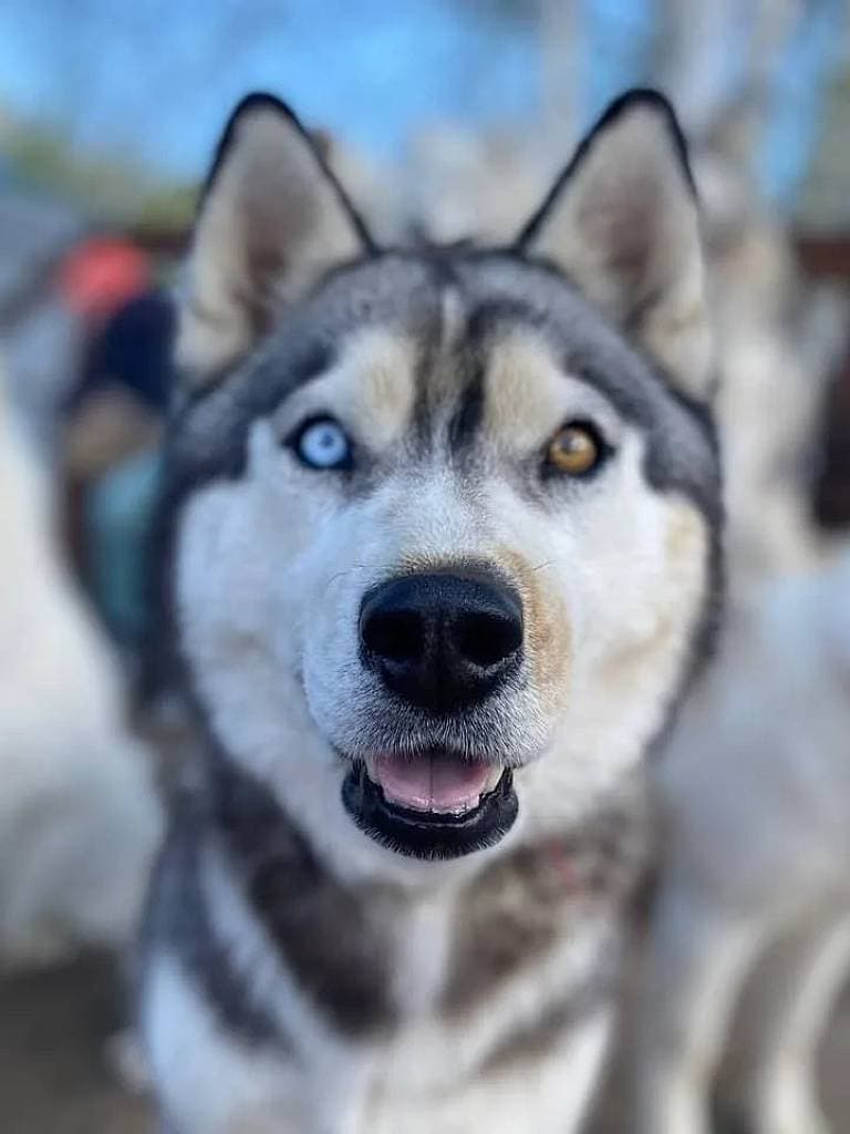Входной билет + посещение питомника собак в будни