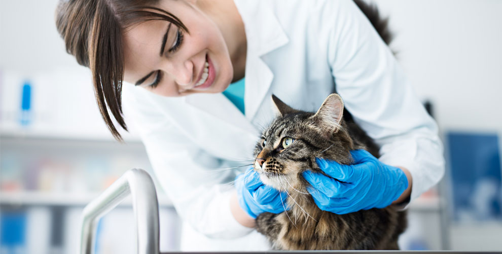 Ветеринарная клиника Вет-Проф