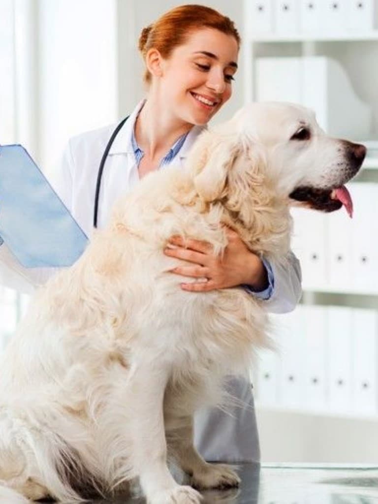 Стерилизация собаки