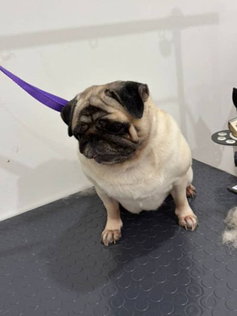 Стрижка + купание + чистка ушей + обработка когтей