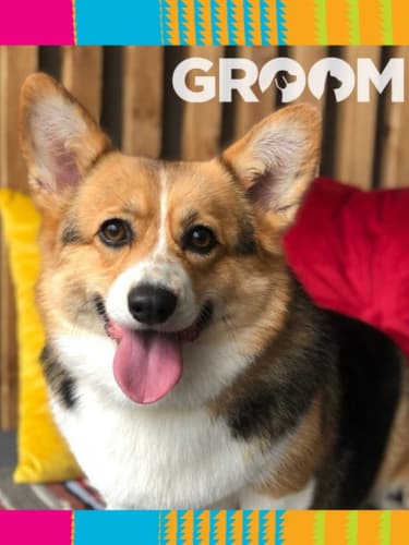 Услуги грумеров-новичков (для собак)