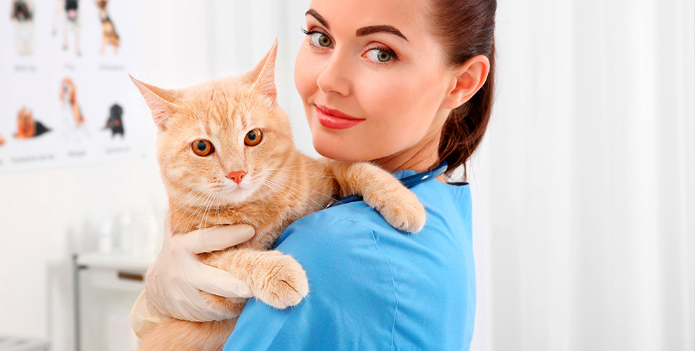 Зооветцентр Дай лапу