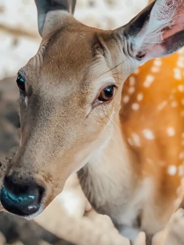 Один день посещения живого уголка для взрослых и детей