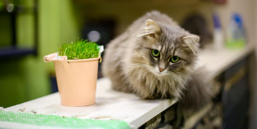 Котокафе Котики