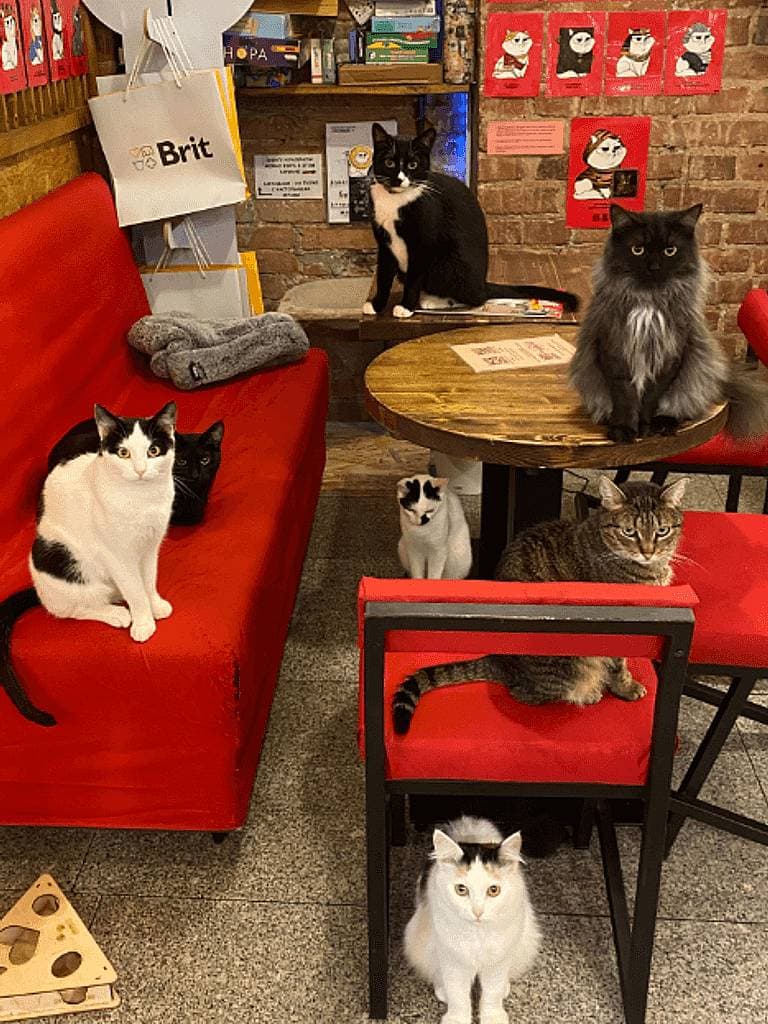 Посещение котокафе с поминутной оплатой