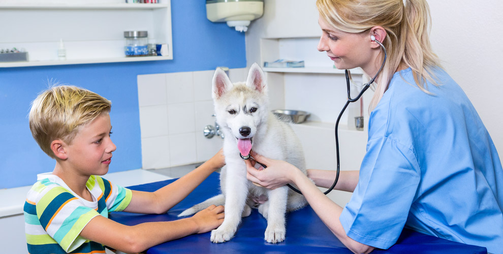 Ветеринарная клиника Оберег