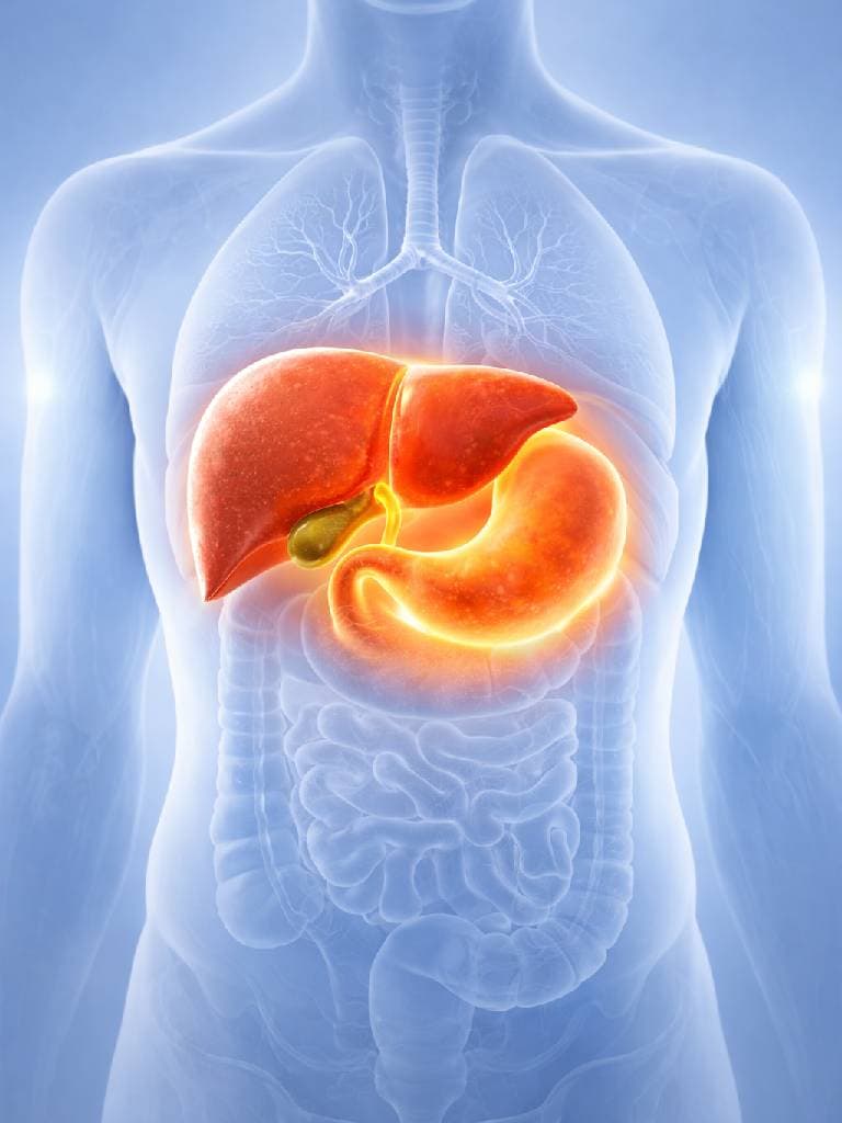 УЗИ печени и желчного пузыря