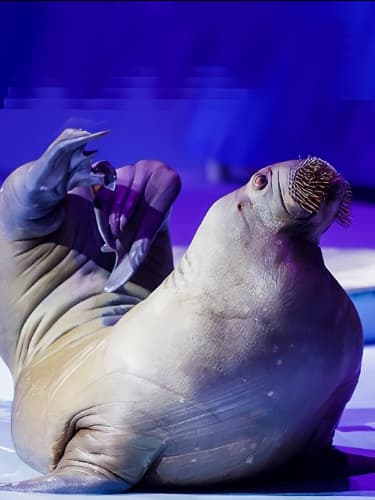 Билеты на шоу