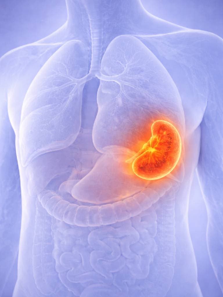 УЗИ селезенки