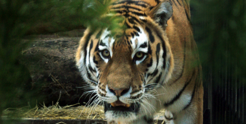 Екатеринбургский зоопарк