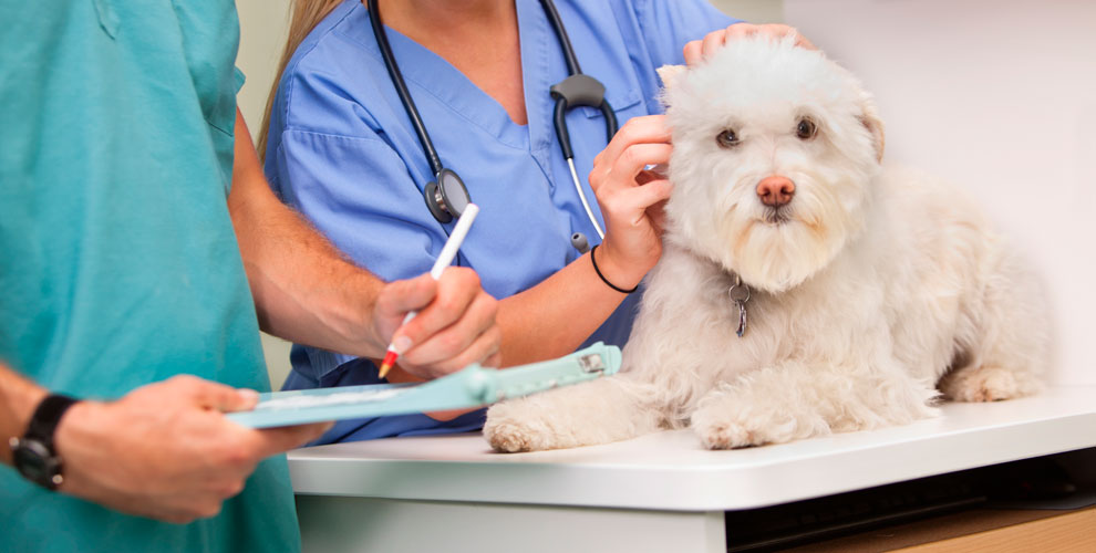 Ветеринарный кабинет Лэсси