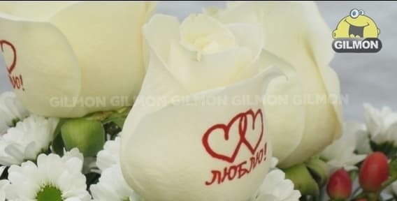Magic Rose’s