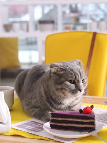 Посещение котокафе