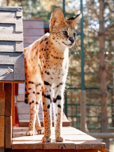 Билеты в «Экопарк»