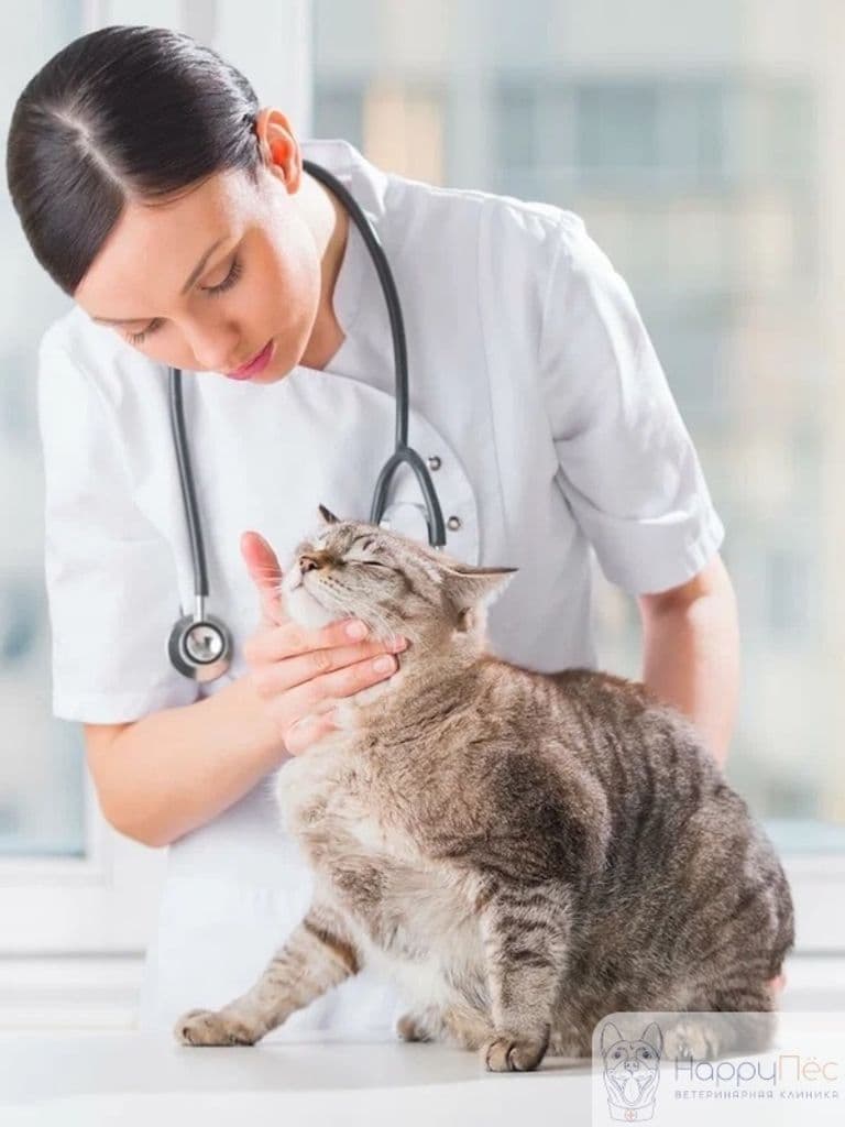 Обследование питомца перед операцией