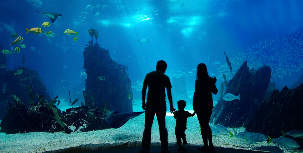 Морской аквариум на Чистых прудах