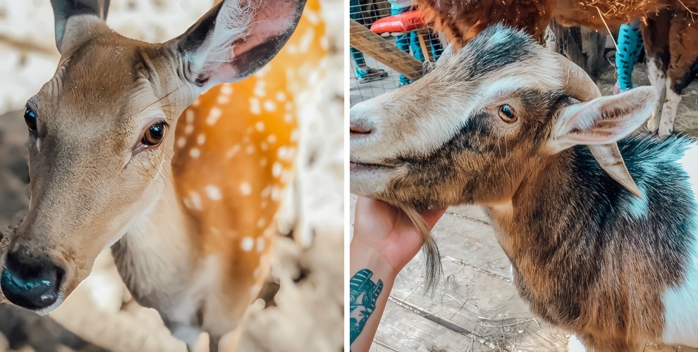 Зоопарк Сказка