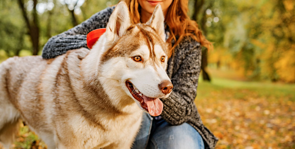 на билет в хаски-парк для 1 взрослого или ребенка от 2 лет