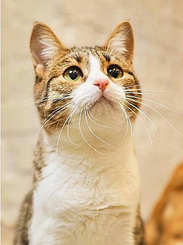 Посещение котокафе (пн-пт: с 10:00 до 21:00)