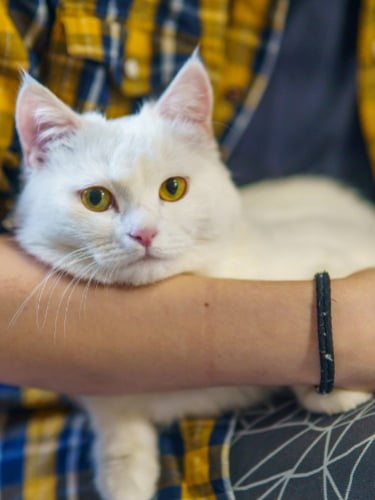 Посещение котокафе