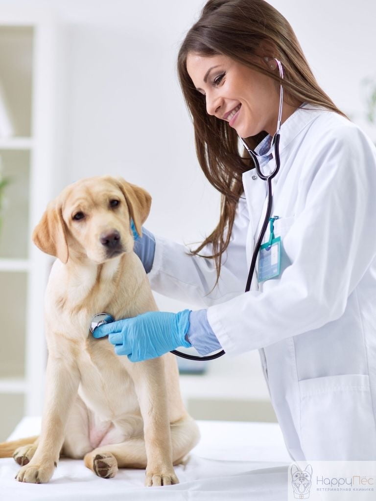 Осмотр ветеринара перед вакцинацией