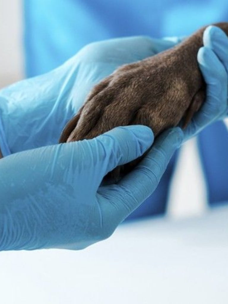 Анализ крови «Здоровье вашего питомца» (20 показателей)