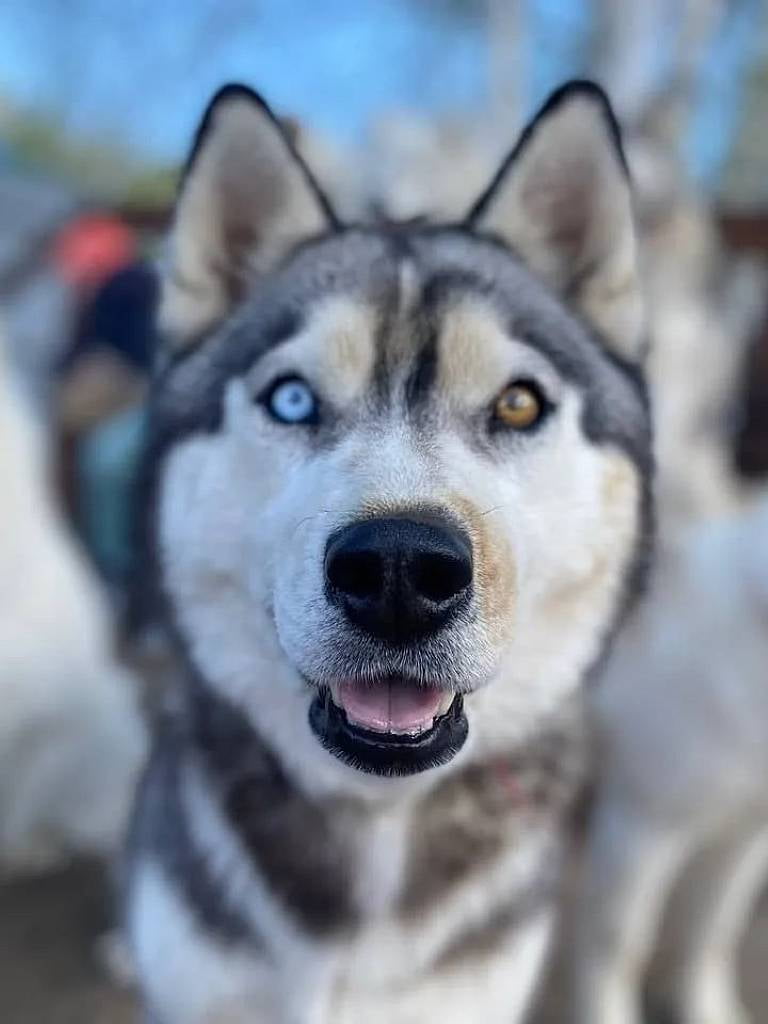 Входной билет + посещение питомника собак в будни