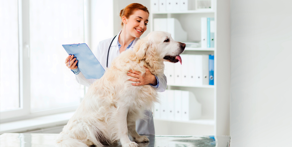 на кастрацию кота или кобеля