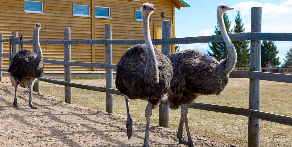на билет в «СтраусЗоопарк» для 1 ребёнка от 1,5 до 10 лет (включительно)