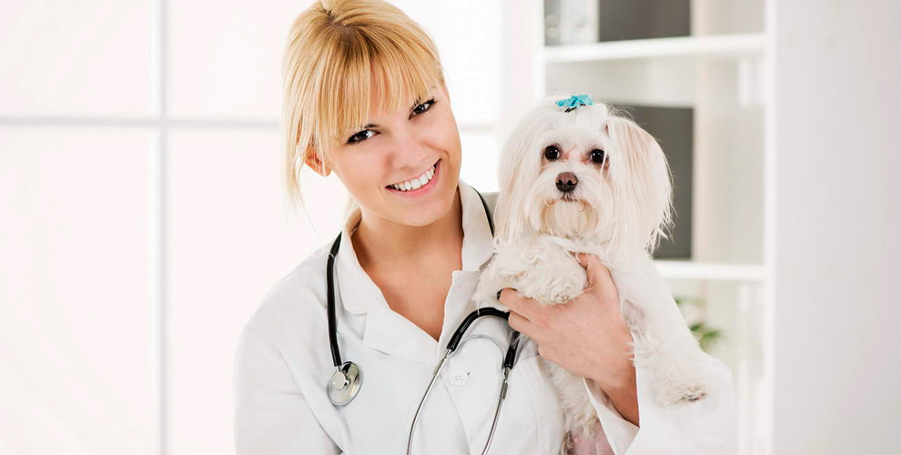 на подрезание когтей (на 4 лапах) для кошек