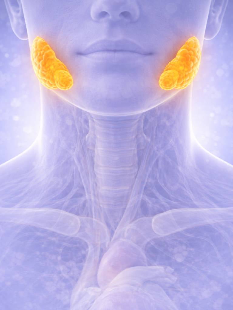 УЗИ слюнных желез