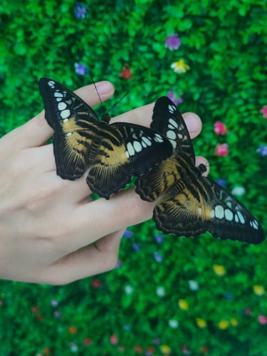 Взрослый билет на выставку бабочек, будни