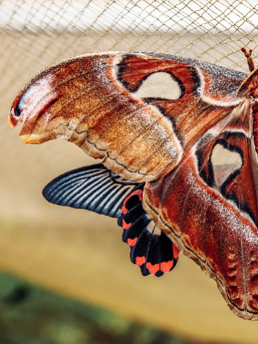 Посещение выставки «Планета живых бабочек» в будни и выходные