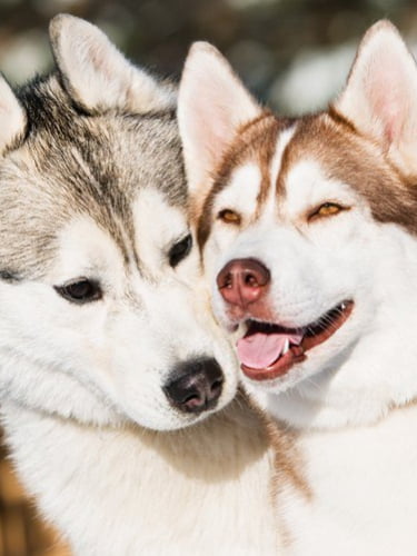 Новогодняя программа «Огненная подкова»