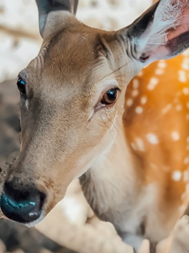 Один день посещения живого уголка для взрослых и детей