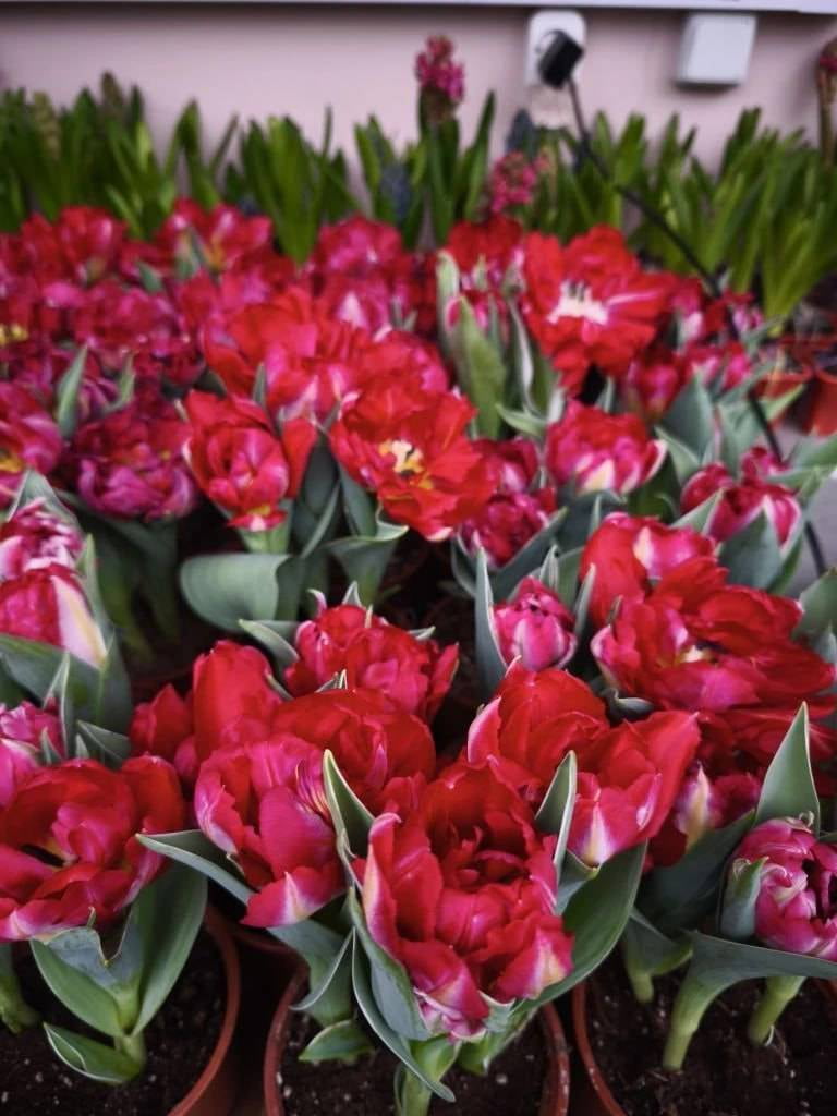 Билет на фестиваль «Дыхание весны»