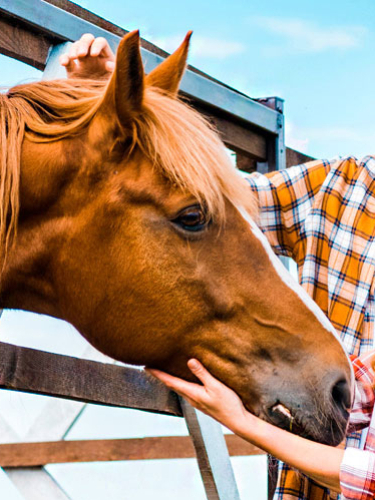 Конная прогулка по лесу на лошади для 2 человек, 1 ч.