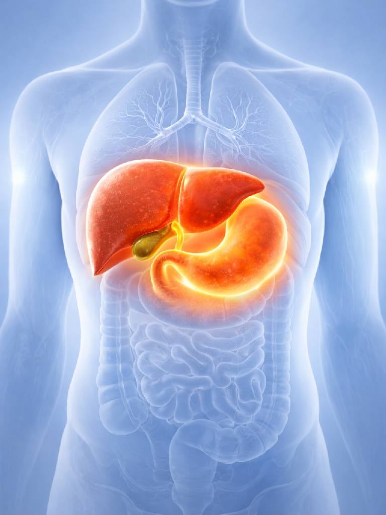 УЗИ печени и желчного пузыря