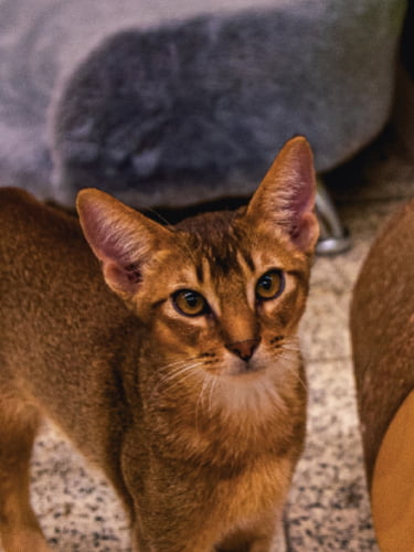 Посещение выставки кошек «Котодеревня», в будни и выходные