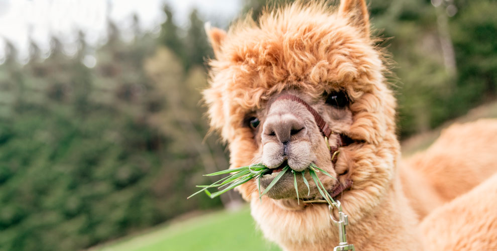 на проживание в пятиместном двухэтажном доме для 5 человек