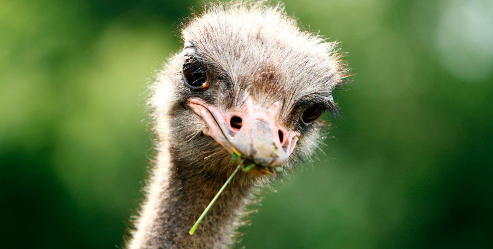 на билет в «СтраусЗоопарк» для 1 ребёнка от 1,5 до 10 лет (включительно)