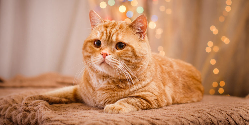 на консультацию врача